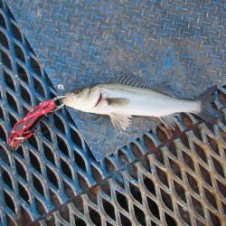 オリジナルメーカー海づり公園(市原市海づり施設) 釣果