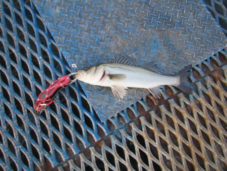 オリジナルメーカー海づり公園(市原市海づり…