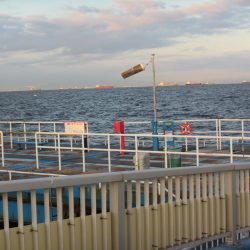 オリジナルメーカー海づり公園(市原市海づり施設) 釣果