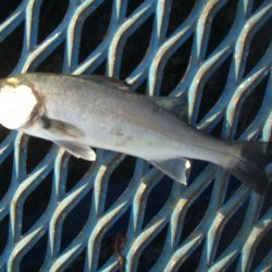 オリジナルメーカー海づり公園(市原市海づり施設) 釣果