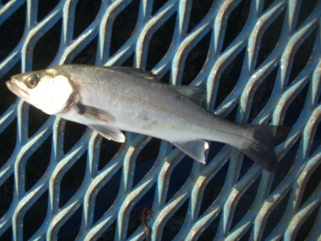 オリジナルメーカー海づり公園(市原市海づり…