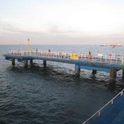 オリジナルメーカー海づり公園(市原市海づり施設) 釣果