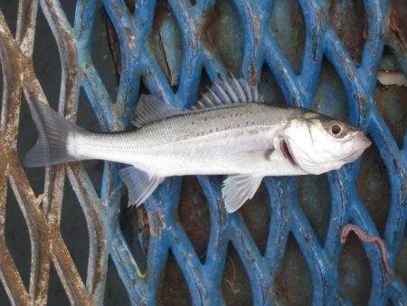 オリジナルメーカー海づり公園(市原市海づり…