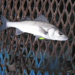 オリジナルメーカー海づり公園(市原市海づり施設) 釣果