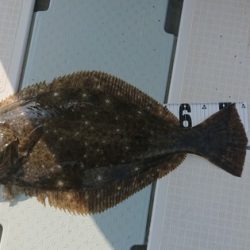 遊漁船 幸友丸 釣果