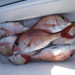 遊漁船 幸友丸 釣果