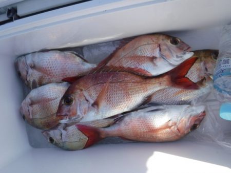 遊漁船 幸友丸 釣果