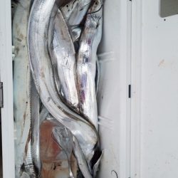 遊漁船 ニライカナイ 釣果