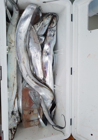 遊漁船 ニライカナイ 釣果