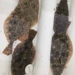 Magic(マジック) 釣果