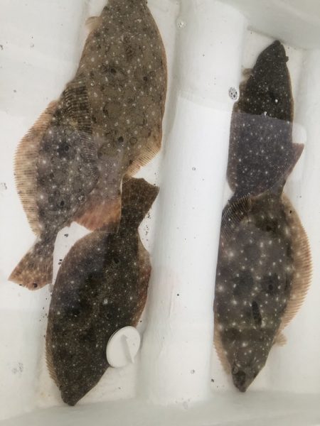 Magic(マジック) 釣果