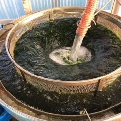 へいみつ丸 釣果