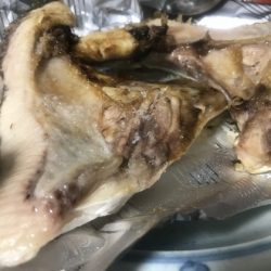 寿裕 (YOSHIHIRO) 釣果