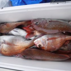 遊漁船 幸友丸 釣果