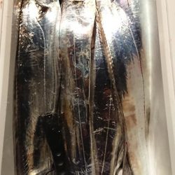 スカイマリン 釣果