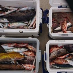 気仙沼　つり丸 釣果