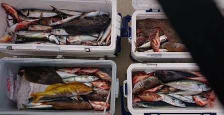 気仙沼　つり丸 釣果