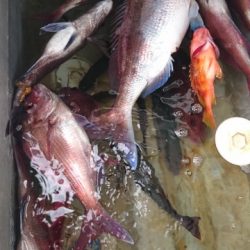 海晴丸 釣果