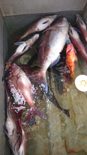 海晴丸 釣果