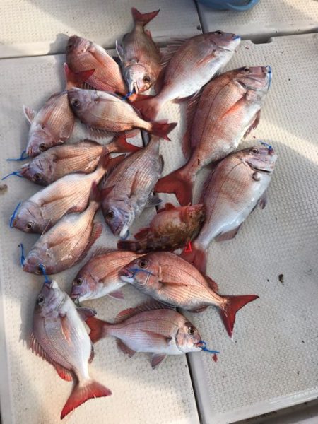 大将丸 釣果