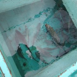 フィッシングハウス伊藤 釣果