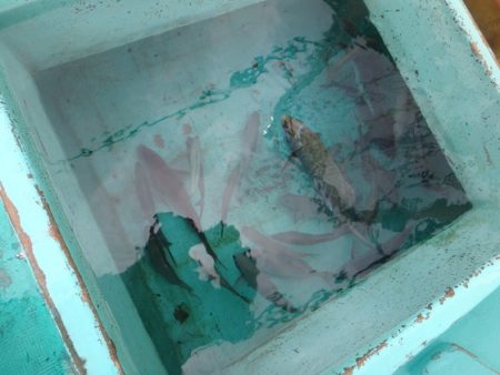 フィッシングハウス伊藤 釣果