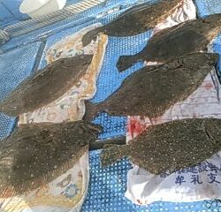 フィッシングガイド りょう 釣果