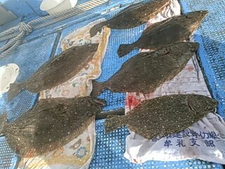 フィッシングガイド りょう 釣果
