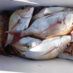 遊漁船 幸友丸 釣果