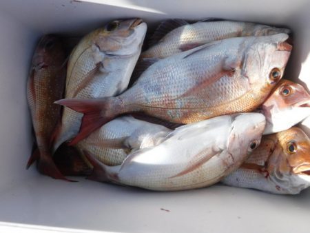 遊漁船 幸友丸 釣果