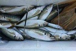 久里浜黒川本家 釣果