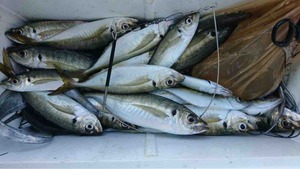 久里浜黒川本家 釣果