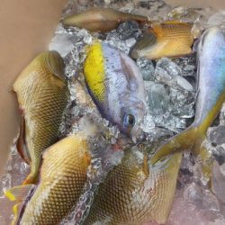 フィッシングハウス伊藤 釣果