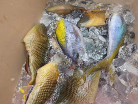 フィッシングハウス伊藤 釣果