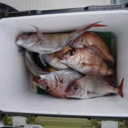 遊漁船 幸友丸 釣果