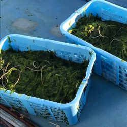 へいみつ丸 釣果