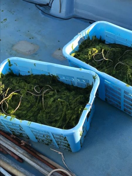 へいみつ丸 釣果