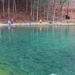 小菅トラウトガーデン 釣果