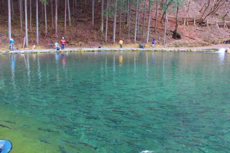 小菅トラウトガーデン 釣果