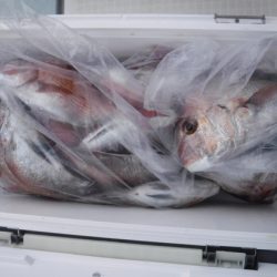 遊漁船 幸友丸 釣果