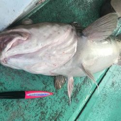 広進丸 釣果