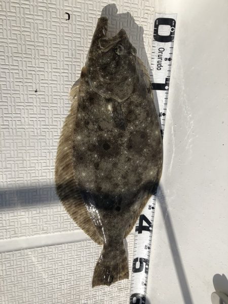 Magic(マジック) 釣果