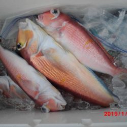 大進丸（新潟） 釣果