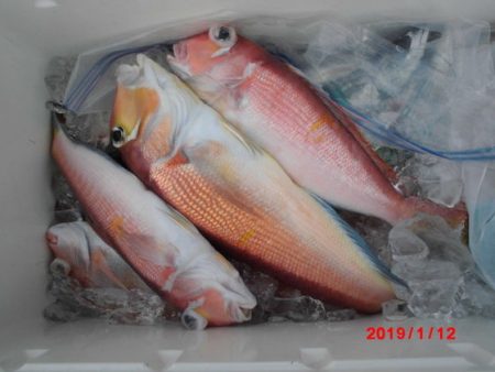 大進丸（新潟） 釣果