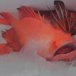 遊漁船 新鋭丸 釣果