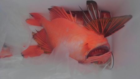 遊漁船 新鋭丸 釣果