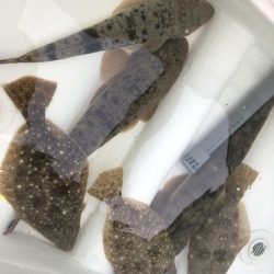 Magic(マジック) 釣果