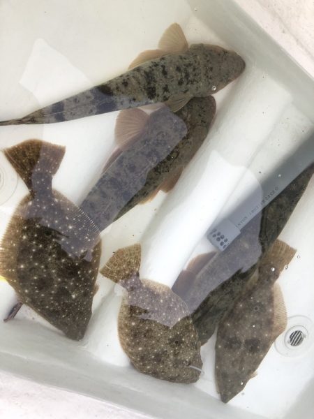 Magic（マジック） 釣果