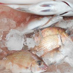 こうゆう丸 釣果