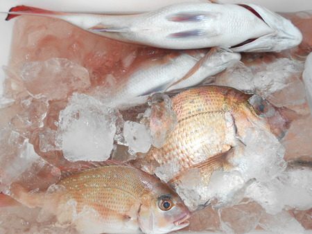 こうゆう丸 釣果